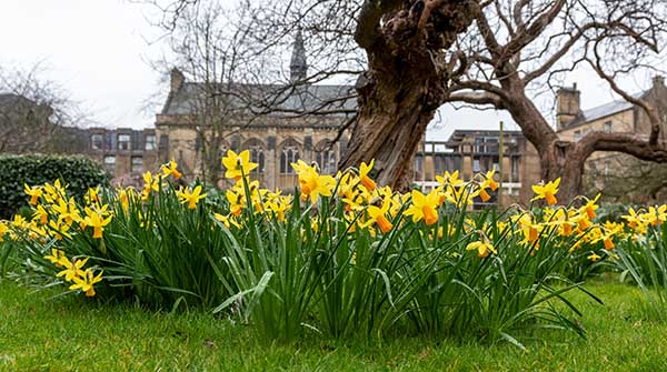 Daffodills in the Fellows' Garden, Hall behind