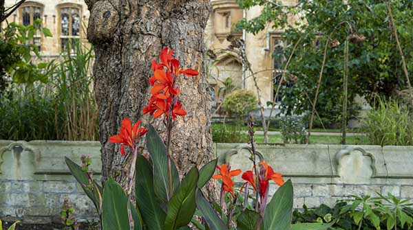 Cannas in front of tree trunk by wall, Fellows' Garden behind