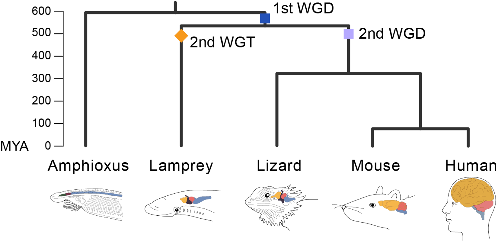 Phylogenetic tree