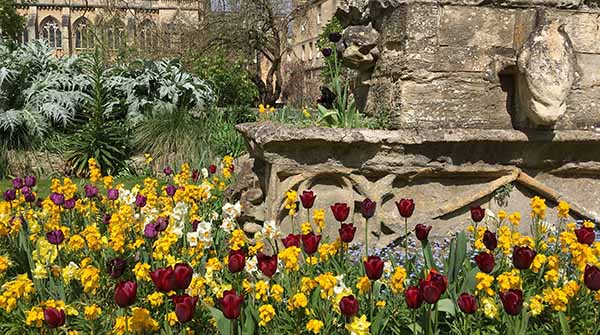 Tulips and wallflowers in the Fellows' Garden